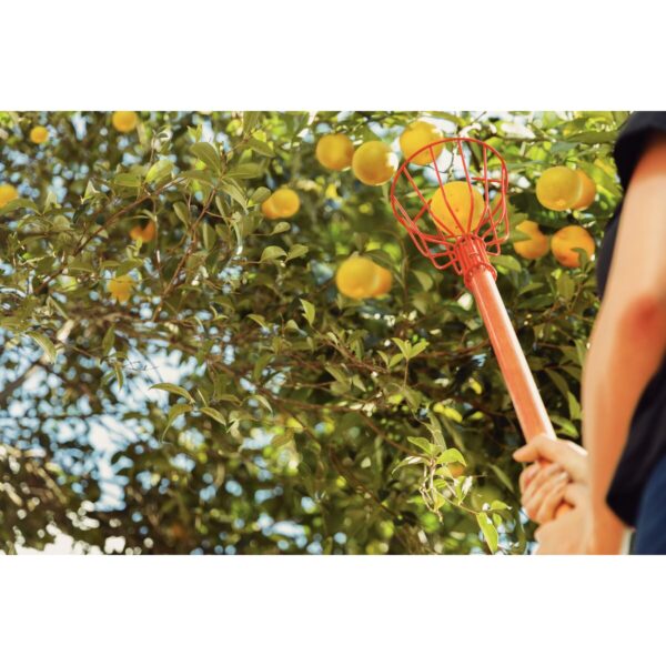 Colhedor de Frutas Médio - Imagem 4