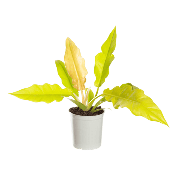 Philodendron Gergaji Golden