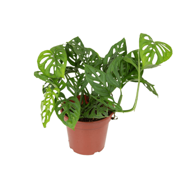 Monstera Adansonii