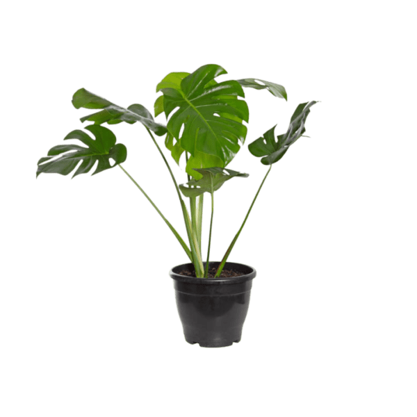 Monstera Deliciosa (Costela de Adão)