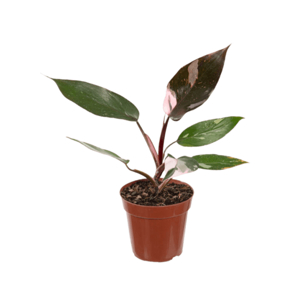 Filodendro Pink Princess
