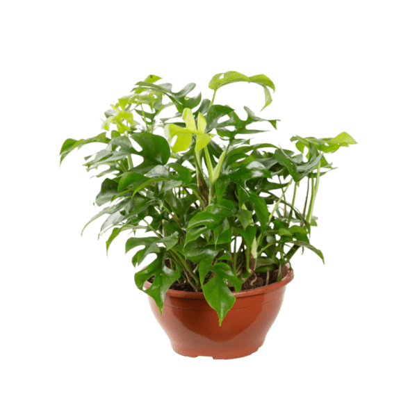 Rhaphidophora Tetrasperma