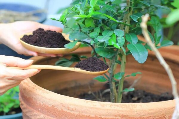 Plantio premium composto orgânico 10KG - CALTERRA - Imagem 7