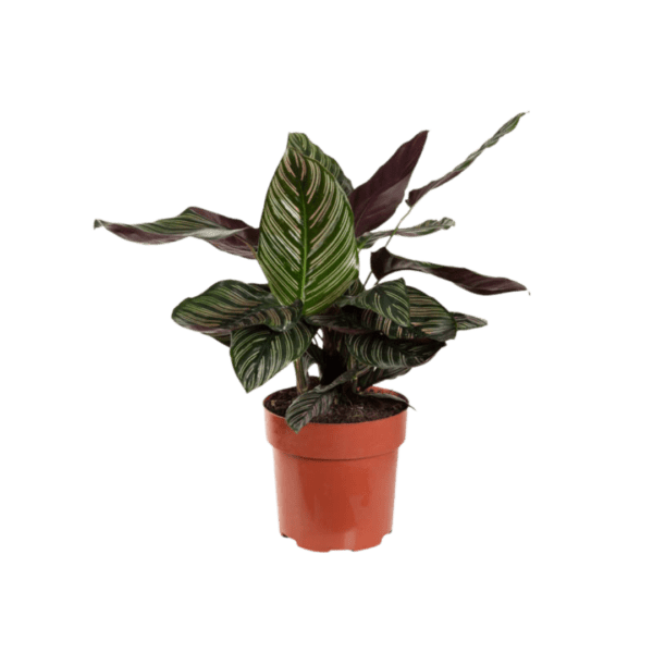 Calathea Ornata