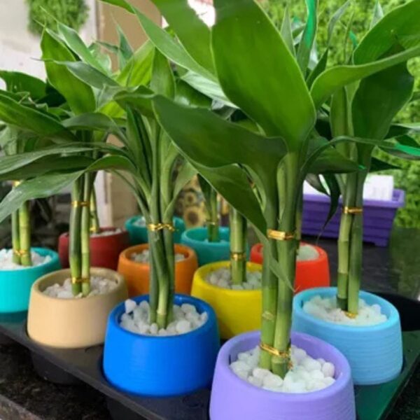 Bambu da Sorte Baby Ball